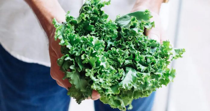 Kale Most Pesticide Contained Vegetable Kale Most Pesticide Contained Vegetable