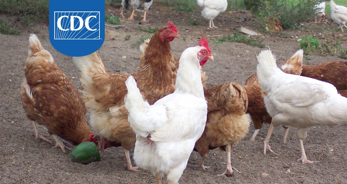 Backyard Poultry Responsible For Salmonella Outbreaks In Tennessee