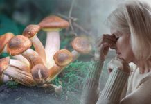 Single Dose of Psilocybin Drug Reduces Depression and Anxiety in Cancer Patients Single-Dose-of-Psilocybin-Drug-Reduces-Depression-and-Anxiety-in-Cancer-Patients