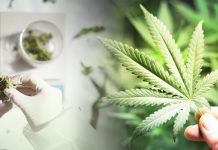 New Cannabis Compound 33 Times More Potent Than THC