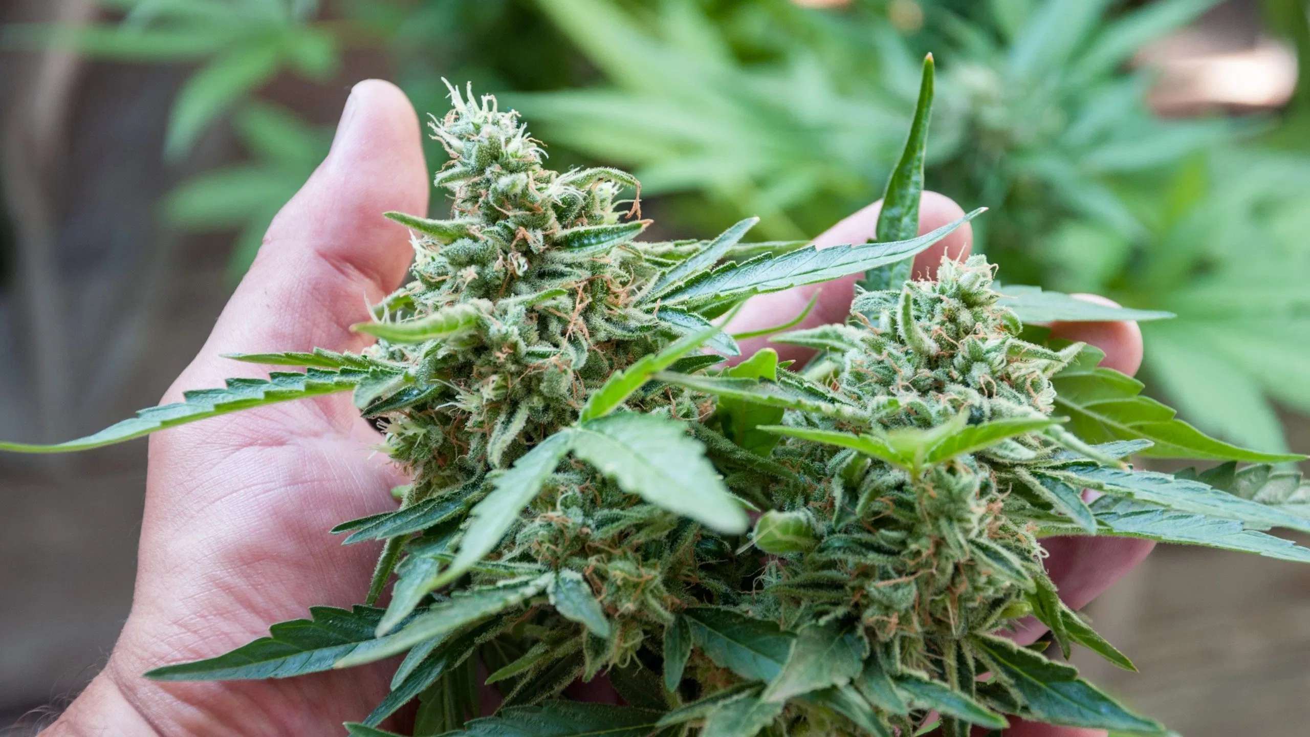 It's Unclear Whether Marijuana Is Effective For Chronic Pain, Finds Study –  Myhealthyclick.com