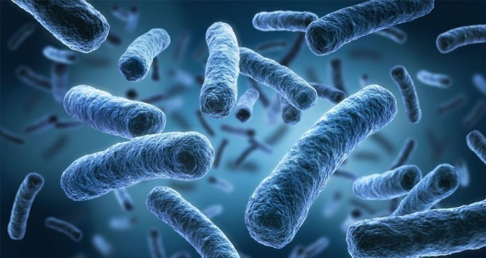 Novel Bacterial Strain Reduces Blood Sugar and Stress Hormone Levels, Study