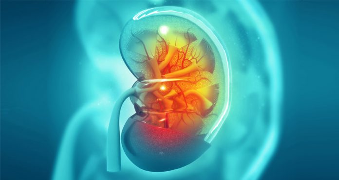 Renal Transplantation Improves Erectile Dysfunction, Confirms Study