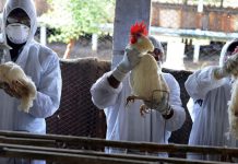 Bird Flu Outbreaks Put Europe and Asia on Alert Bird-Flu-Outbreaks-Put-Europe-and-Asia-on-Alert