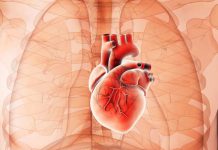 Indiana Researchers Discover New Cell That May Regulate Heart Rate Indiana Researchers Discover New Cell That May Regulate Heart Rate
