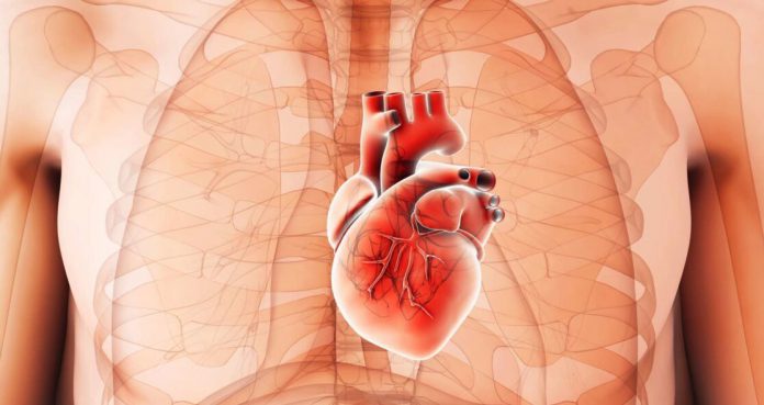Indiana Researchers Discover New Cell That May Regulate Heart Rate Indiana Researchers Discover New Cell That May Regulate Heart Rate