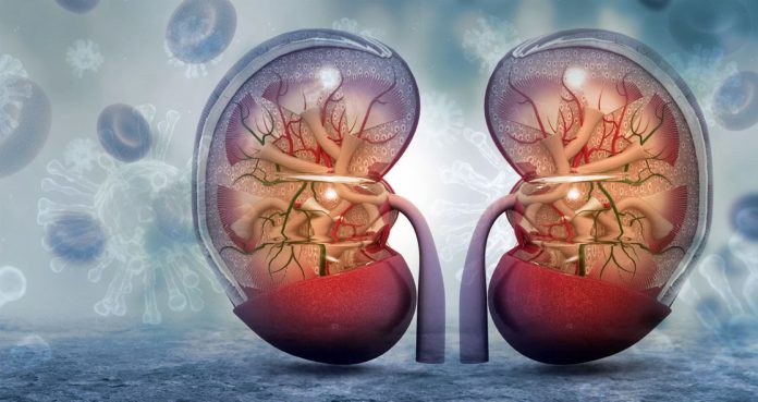 SARS-CoV-2 Can Directly Infect Kidney Cells, Causing Acute Renal Injury
