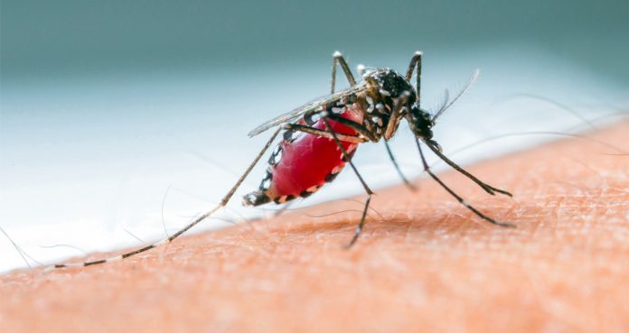 Scientists Solve 100-Year-Old Malaria Parasite Mystery